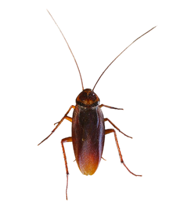 roaches-in-san-angelo