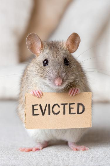 rodent-control-san-angelo