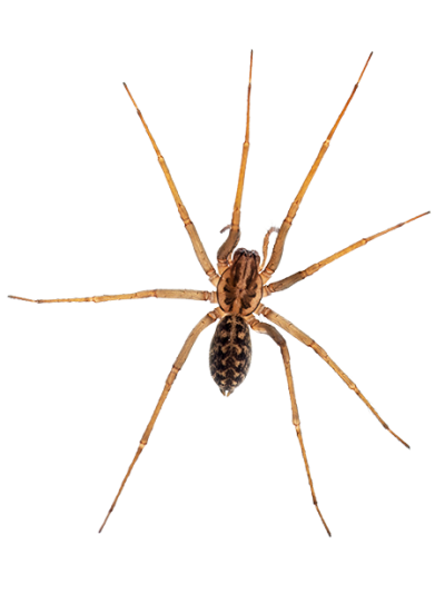 spiders-in-san-angelo