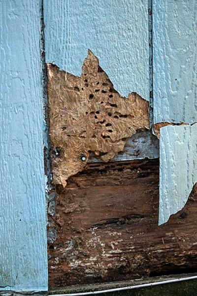 termite-inspection-san-angelo