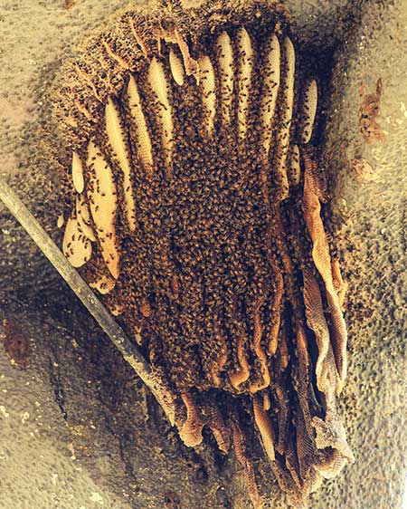 hive-removal-san-angelo